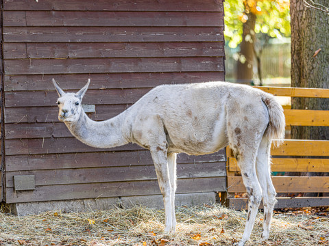 Blick auf ein Lama im Tierpark Geithain, Freizeitaktivität, Familie, Tiere