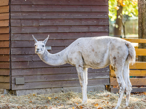 Blick auf ein Lama im Tierpark Geithain, Freizeitaktivität, Familie, Tiere