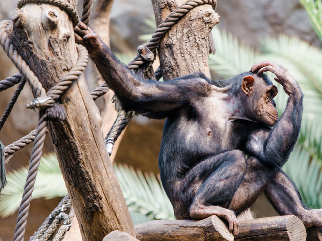 Blick auf einen westafrikanischen Schimpanse im Pongoland des Zoo Leipzig, Tier, Natur, Familie, Freizeit