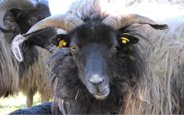 Mit der Heidschnucke auf Gästeführung durch Lauenbrück