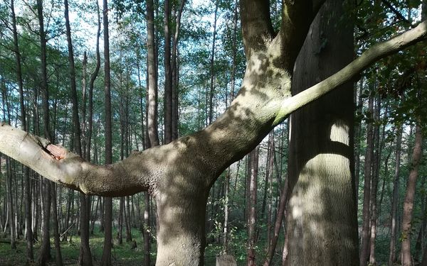 Markanter Baumstamm an der Lauenbrücker Wümmeniederung