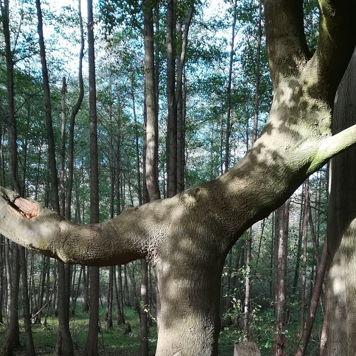 Markanter Baumstamm an der Lauenbrücker Wümmeniederung