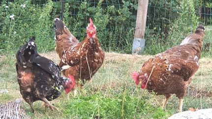 Gartenöffnung im Garten Kunst und Kraut