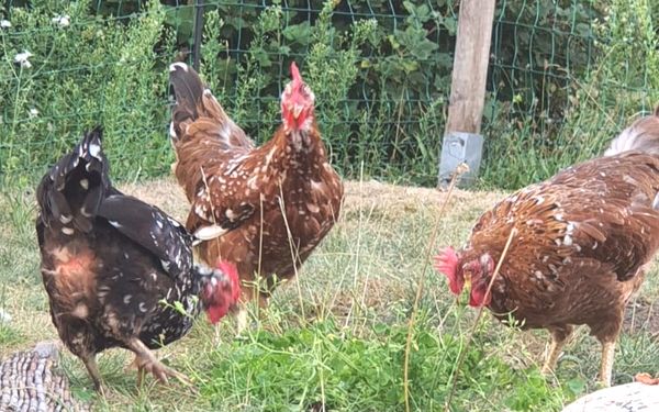 Gartenöffnung im Garten Kunst und Kraut