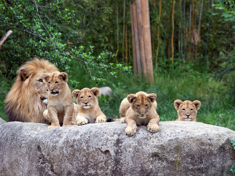 Löwenvater Majo auf einem Felsen mit seinen Kindern