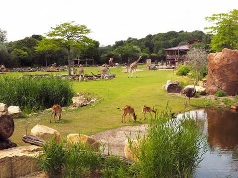 Eine naturgetreu gestaltete Savannenlandschaft mit Rothschildgiraffen, Grévy-Zebras, Antilopen und Gazellen 