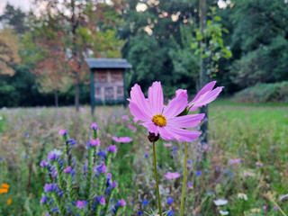 Blumenwiese im Sportpark am Ölbach im Ortsteil Stukenbrock