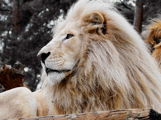 Weißer Löwe im Safariland Stukenbrock in Schloß Holte-Stukenbrock