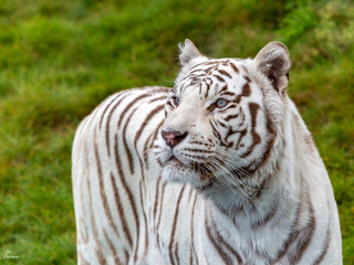 Weißer Tiger im Safariland Stukenbrock in Schloß Holte-Stukenbrock
