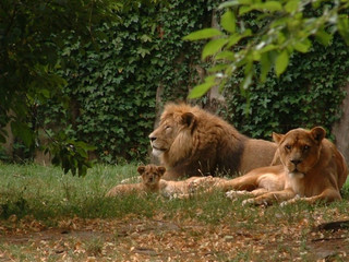 Löwen im Zoo Stralsund
