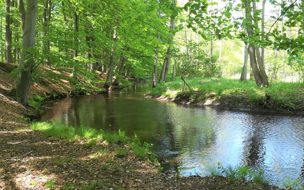 Entlang der Wümme bei Lauenbrück