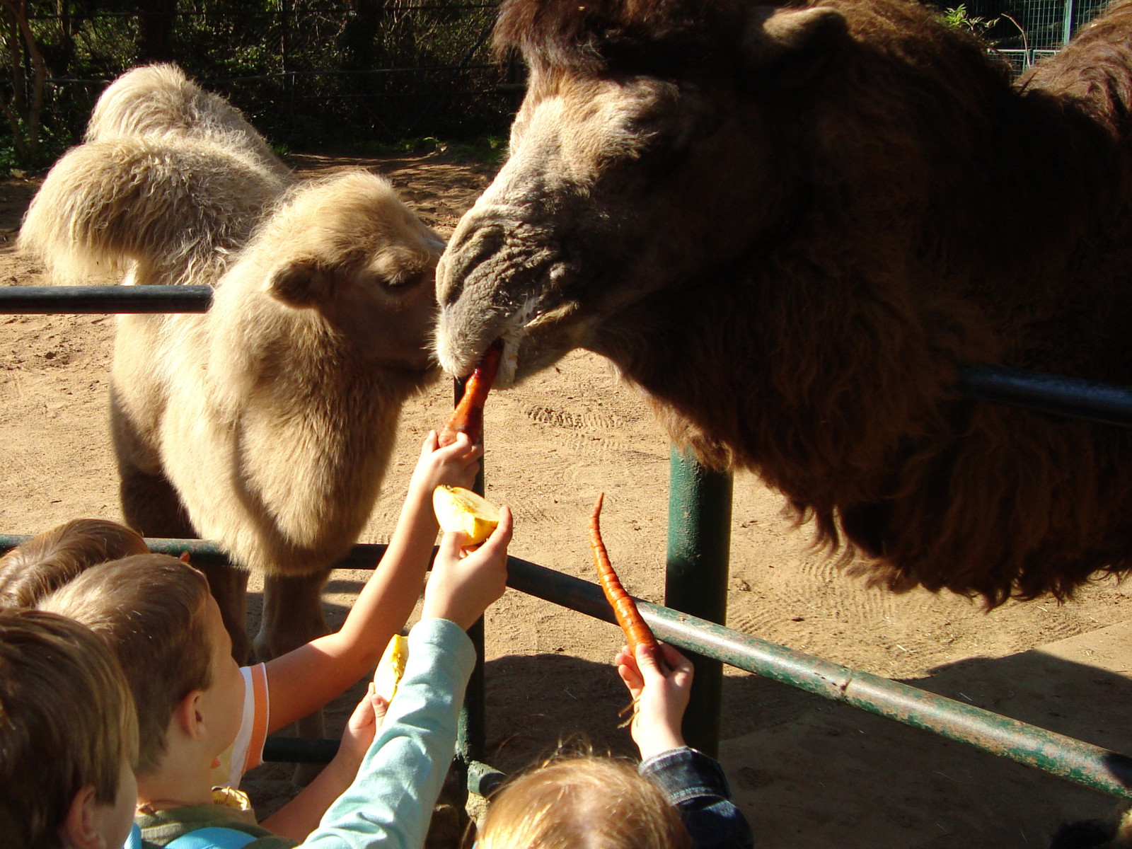 Kindertag im Zoo