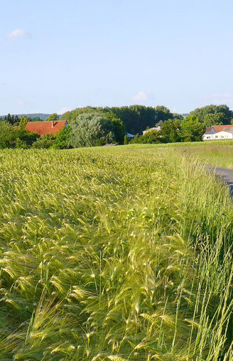 Getreidefeld nahe Werl-Aspe Bad Salzuflen