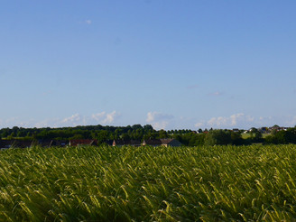 Getreidefeld nahe Werl-Aspe in ländlicher Umgebung