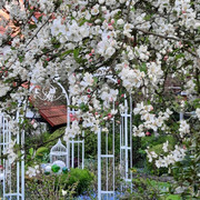 Garten Böhne_bluehender Baum u Pavillon_Autor Ute Böhne.jpg