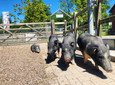 Schweine im Sentana Dorf