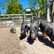 Schweine im Sentana Dorf