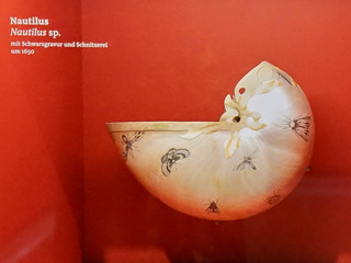 naturhistorisches-museum-bs-schatzkammer-nautilus-beate-ziehres.jpg