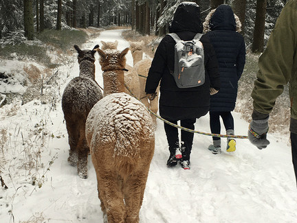 Wandern mit Alpakas am verschneiten Rennsteig
