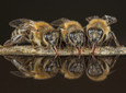 honingbijen