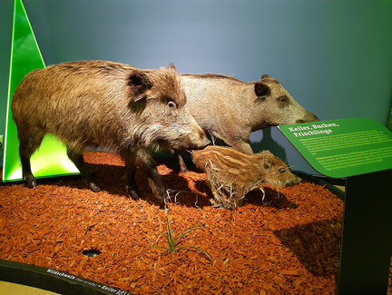 Wildschweine im Haus der Natur