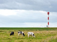 Kühe in Kehdingen