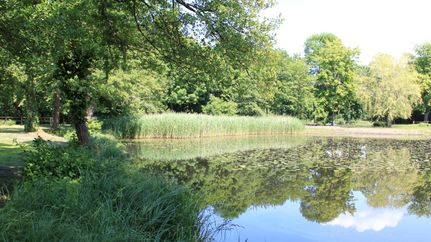 Burgteich bei der Löweninsel