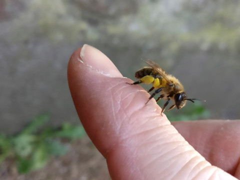 Biene mit Pollenhöschen auf Finger