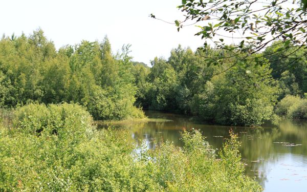 Natur bei der Vogelbeobachtungshütte in Stemmen