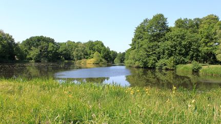 Überblick über den Wiesensee in Lauenbrück