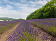 Lavendel-Fromhausen_®Werner Wilmes.jpg