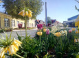 Blumenbeet vor Haus Kassel in Bad Nenndorf 