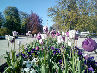 Kurpromenade Bad Nenndorf mit Tulpenbeet