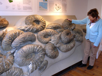 Einzigartige große Ammoniten im Heimathaus Borgholzhausen