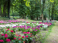 Hortensia Garden im Skulpturenparkpark Lengerich