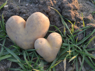 Kartoffelherzen vom Hof Gaus-Lütje