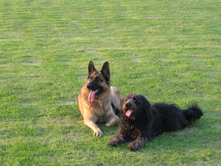 Hundestrand Benny & Eila