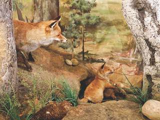 Diorama von Familie Fuchs im Jagdmuseum Wulff in Oerrel
