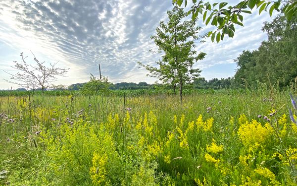 Schöne Wiese am alten Schafstall anno 1750