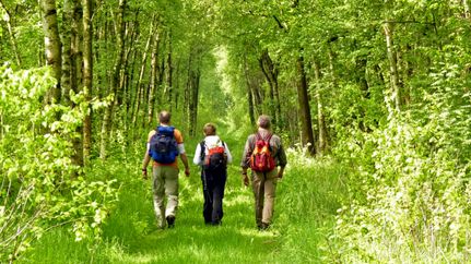 Wanderer im Moorbirkenwald im Tarmstedter Moor