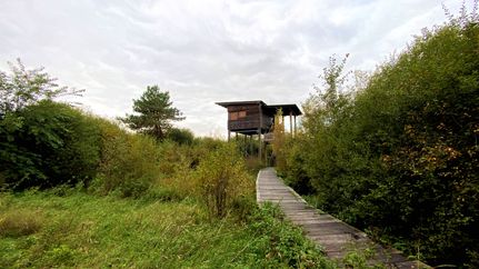 Weg zum NABU-Beobachtungsturm im Naturschutzgebiet Steinbecker Moor