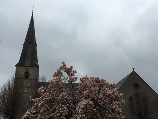 Magnolienblüte an der St. Jacobi Kirche in Werther (Westf.)