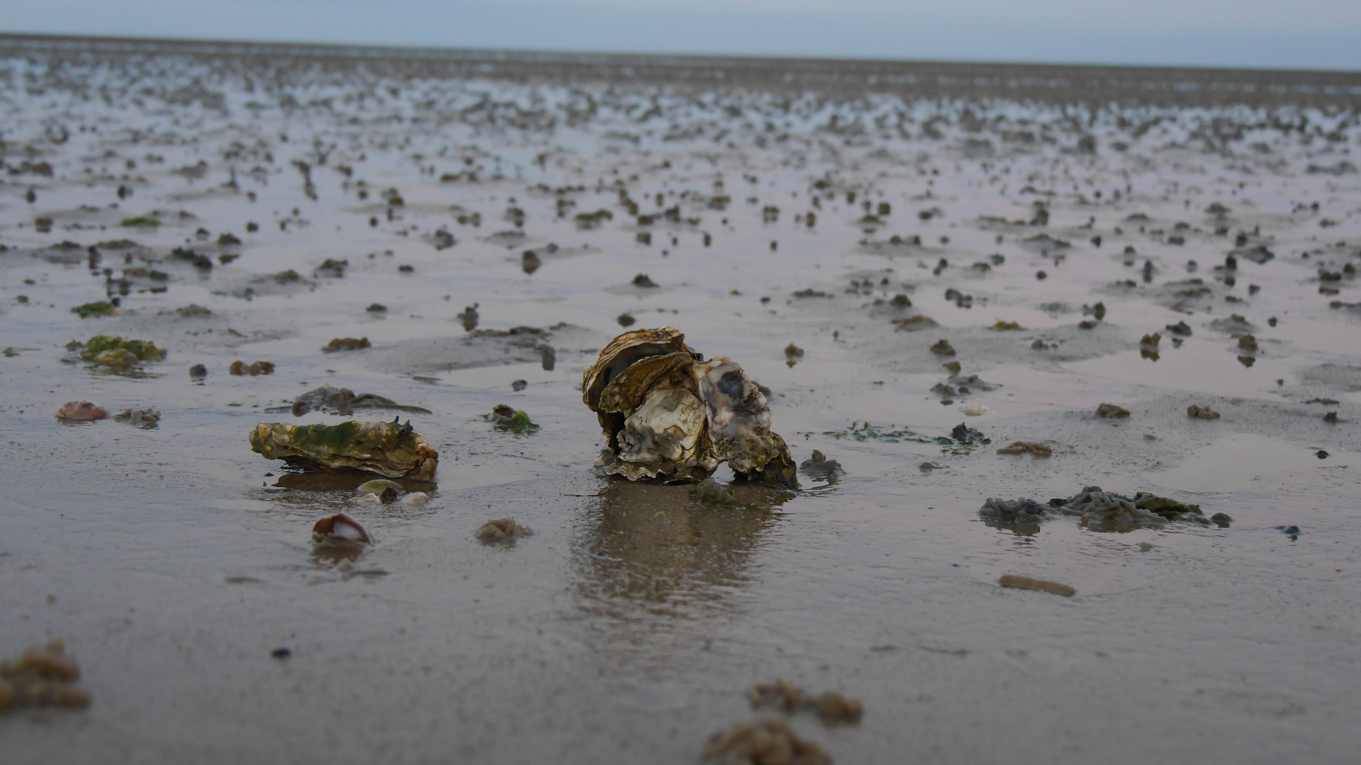 Auster im Wattenmeer