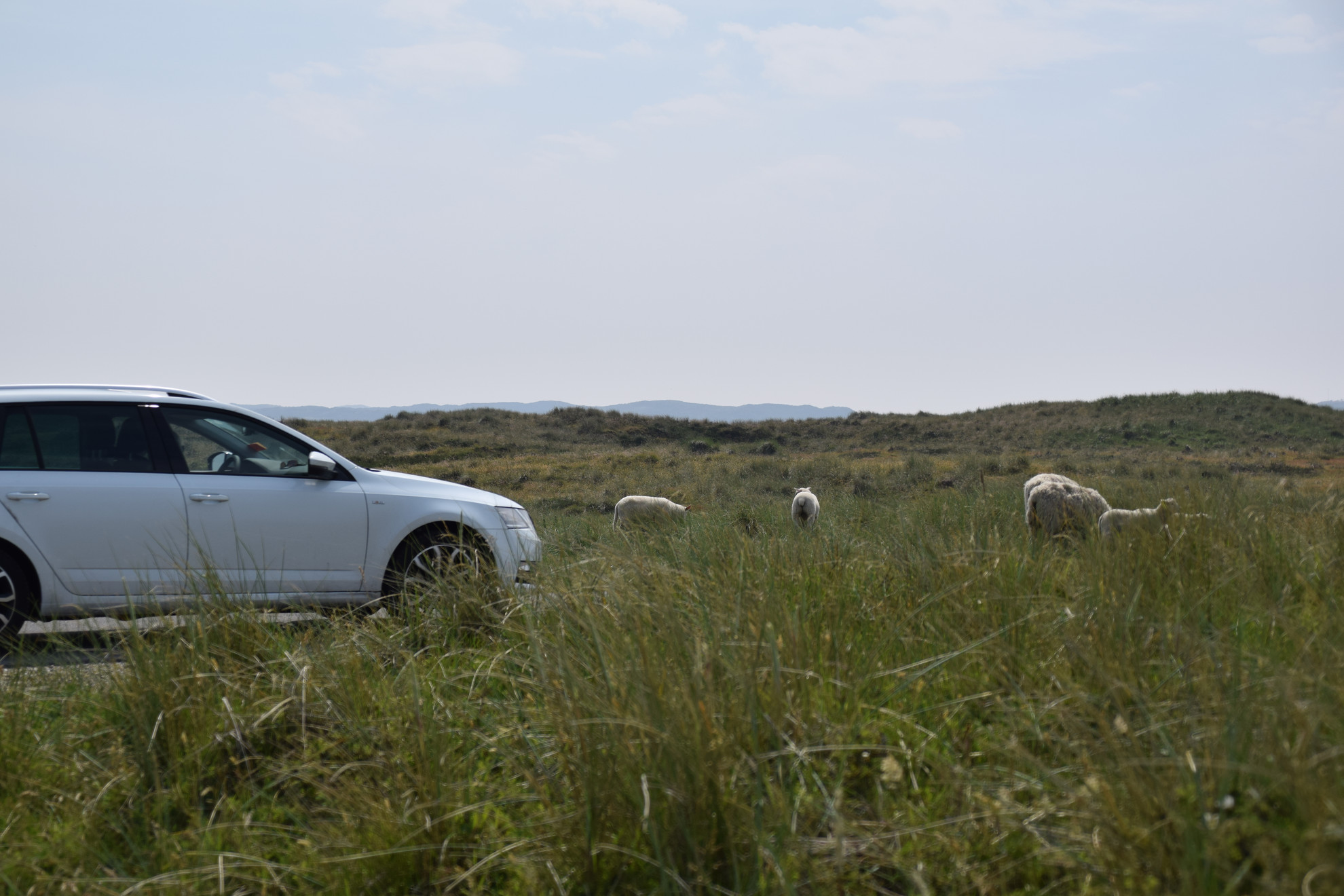 Parken wo die Schafe grasen