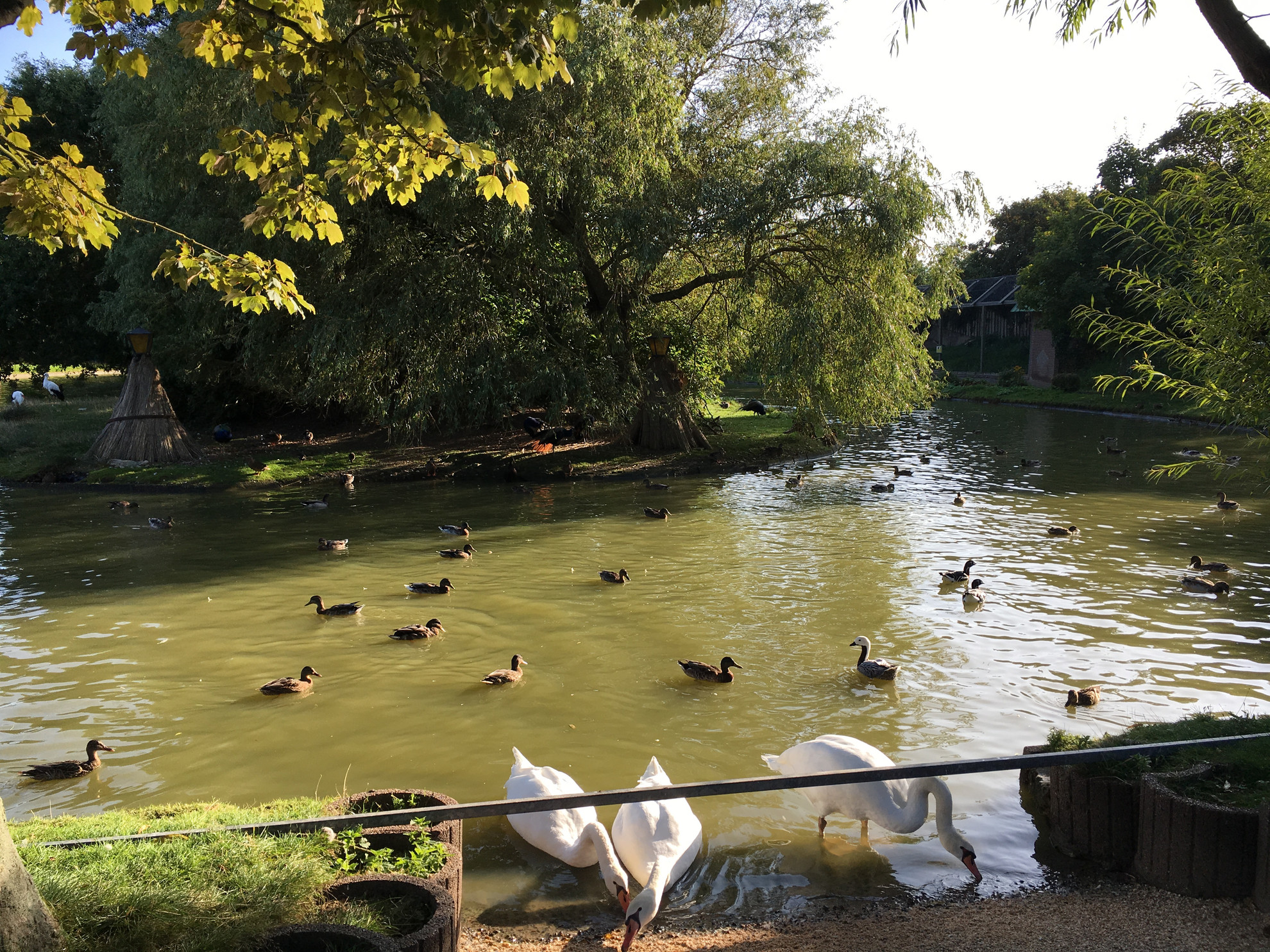 Schwäne und Enten im Teich