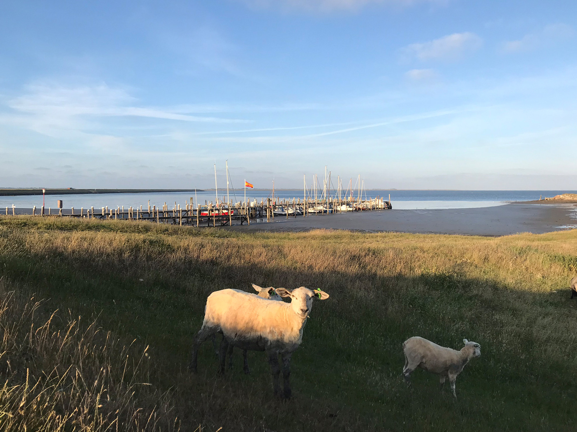 Schafe am Rantumer Hafen