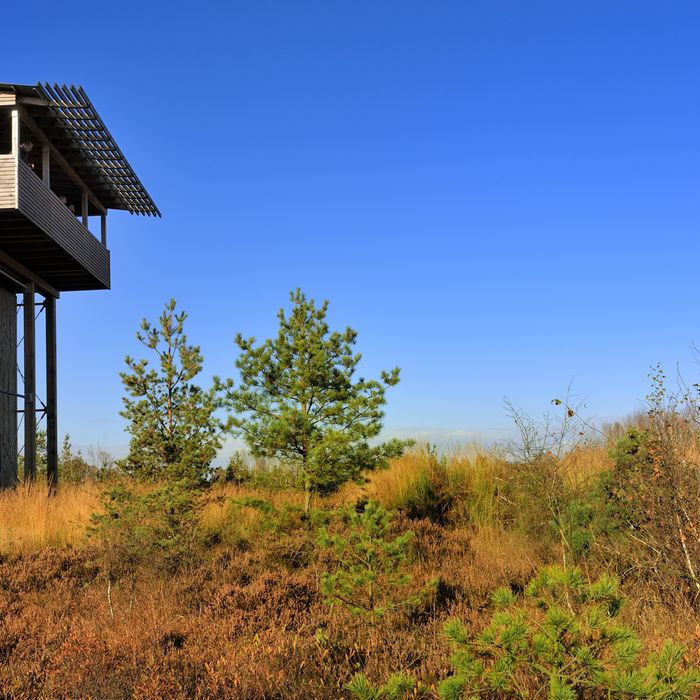 Moorturm in Forstort-Anfang