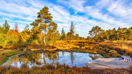 Kleiner Moorteich  mit Steg im Tister Bauernmoor