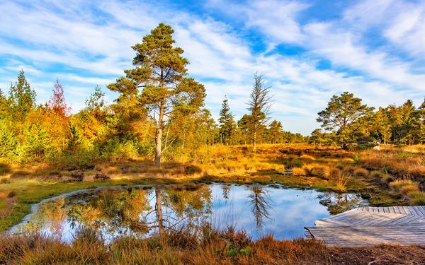 Kleiner Moorteich  mit Steg im Tister Bauernmoor
