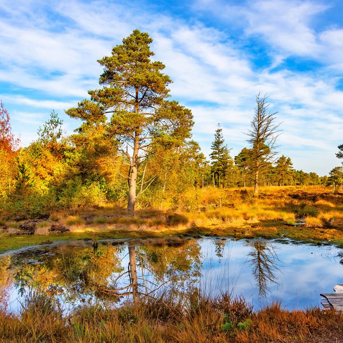 Kleiner Moorteich  mit Steg im Tister Bauernmoor